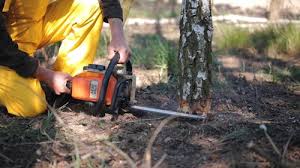 Best Emergency Tree Removal  in Susitna North, AK