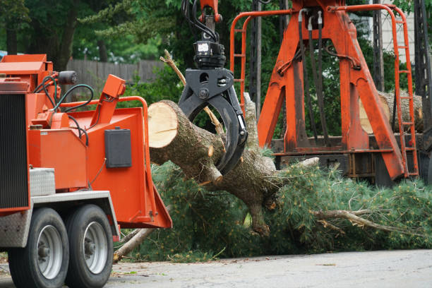 Best Commercial Tree Services  in Susitna North, AK