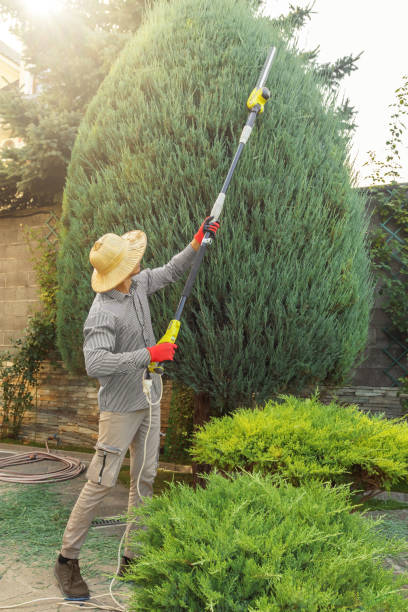Best Pest Control for Lawns  in Susitna North, AK