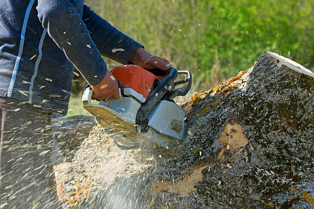 Best Organic Lawn Care Solutions  in Susitna North, AK